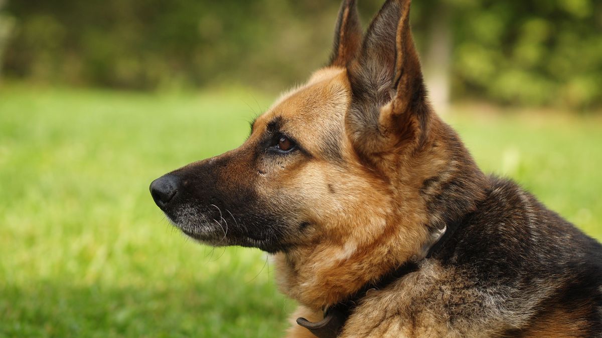 Fenka jí zachránila život. Jen díky ní jí byla diagnostikována rakovina plic v raném stádiu